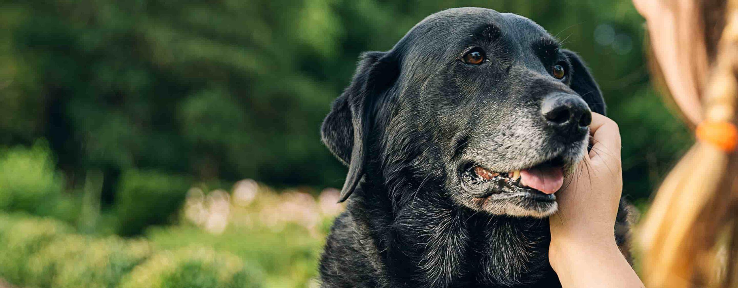 End-of-Life Care Hero