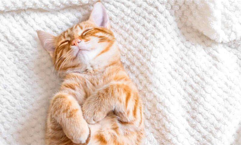 Orange cat reclines looking satisfied.