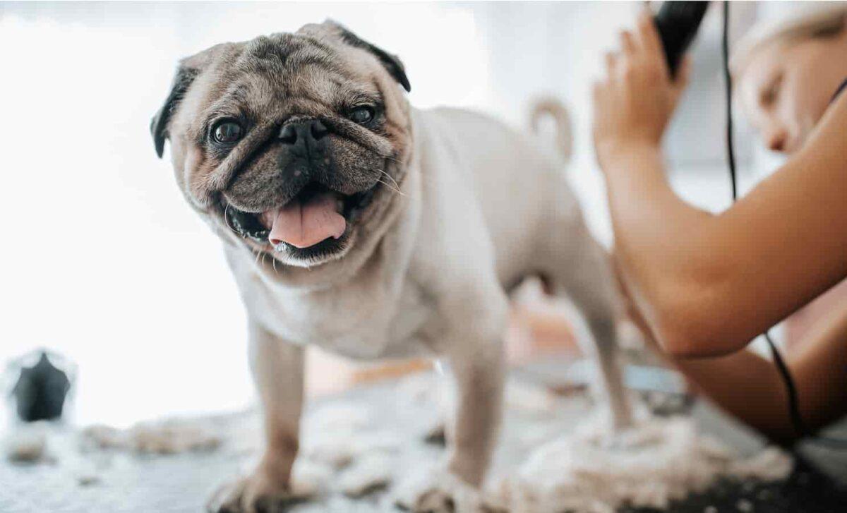 A pug is being groomed.